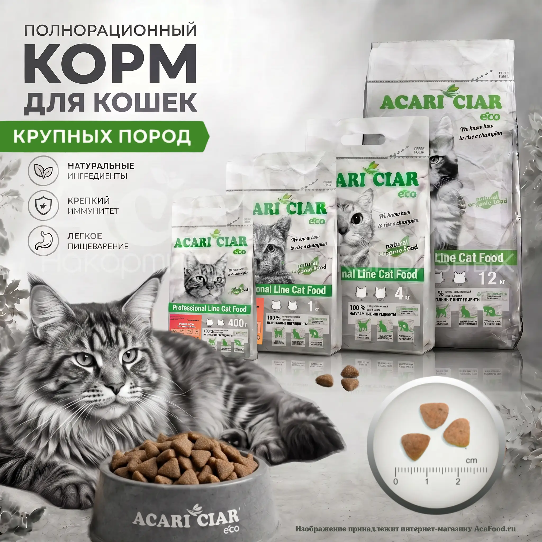 Acari Ciar A Cat BEEF Maine Coon