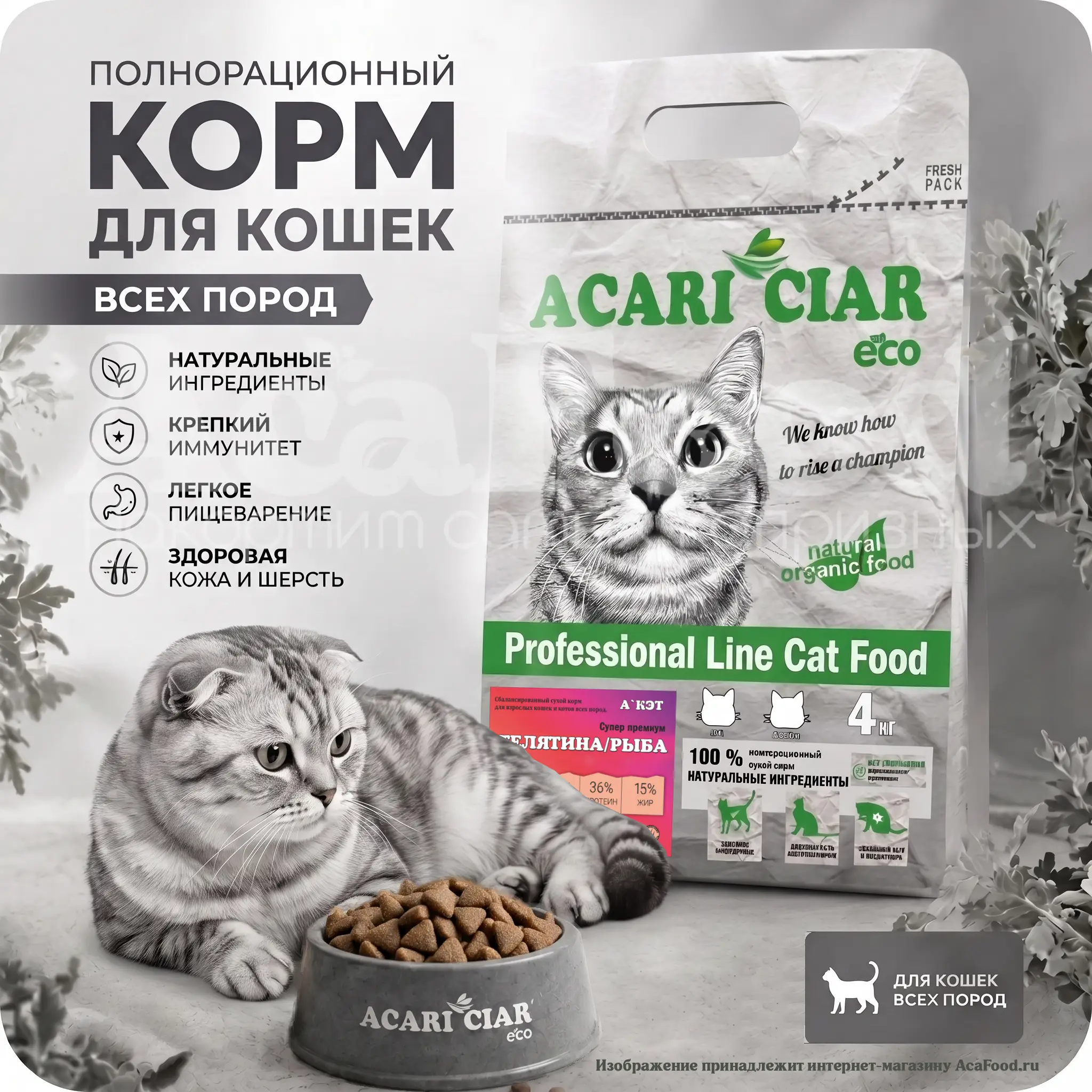 Acari Ciar A Cat Beef