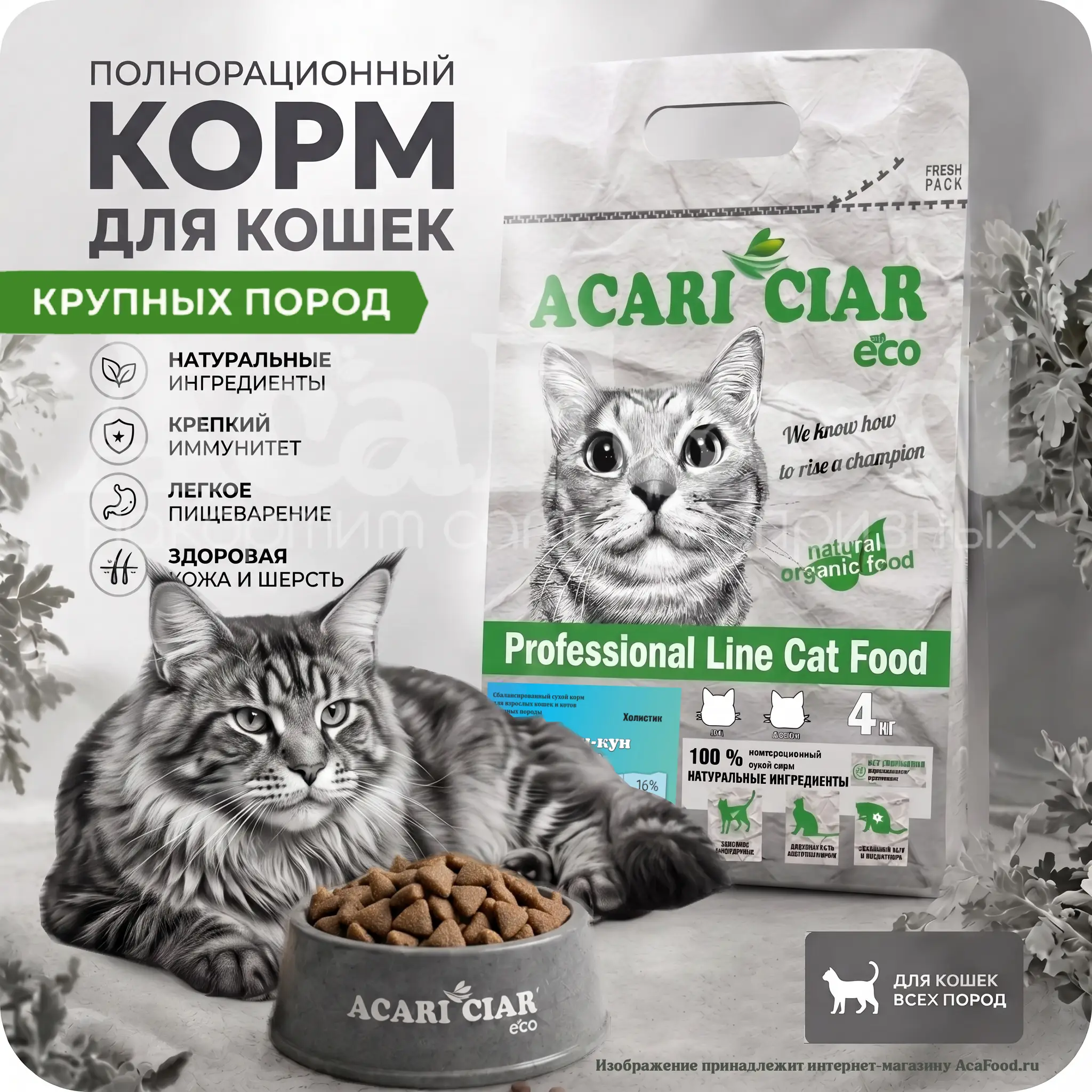 Acari Ciar A Cat Fish Maine Coon