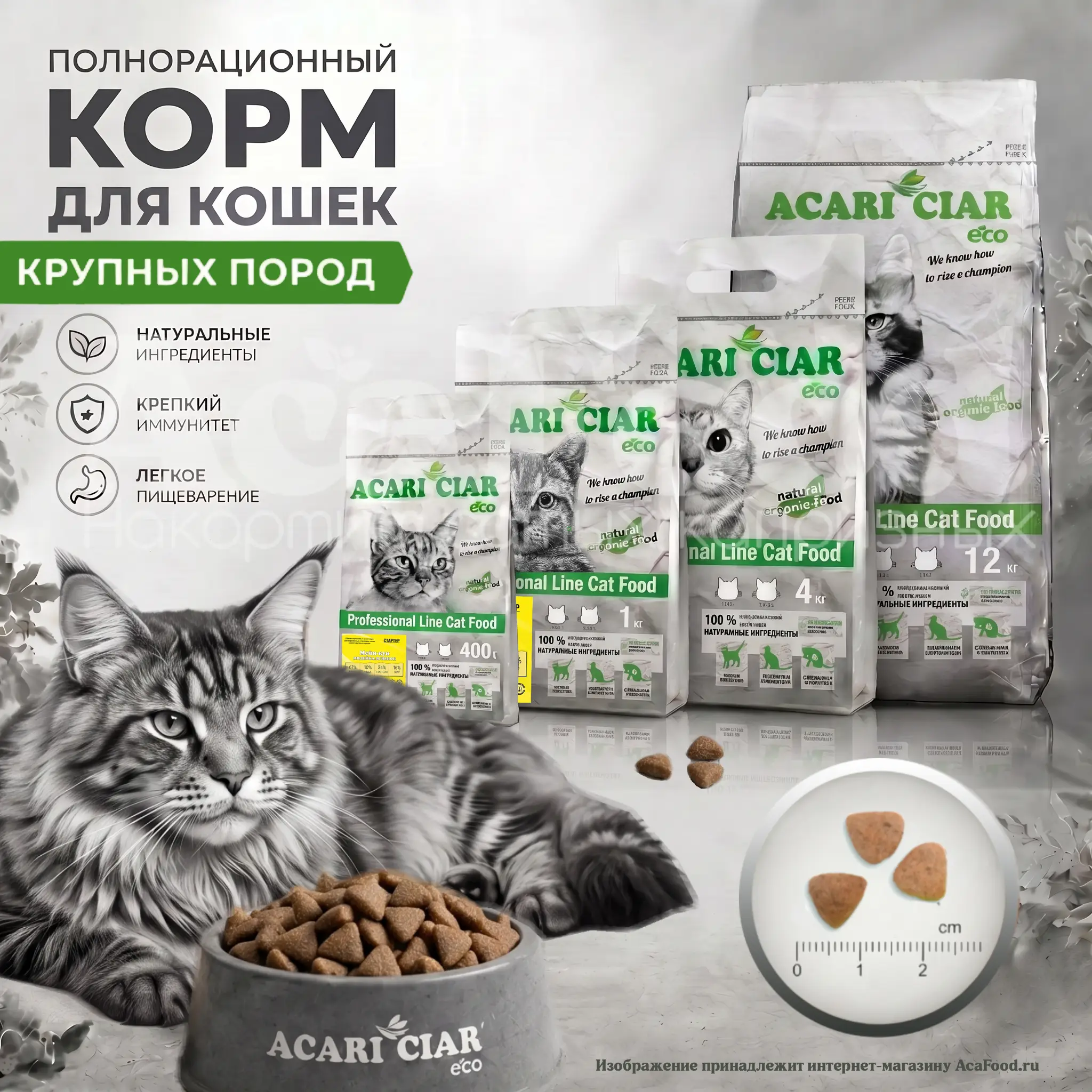 Acari Ciar A Cat Starter Maine Coon