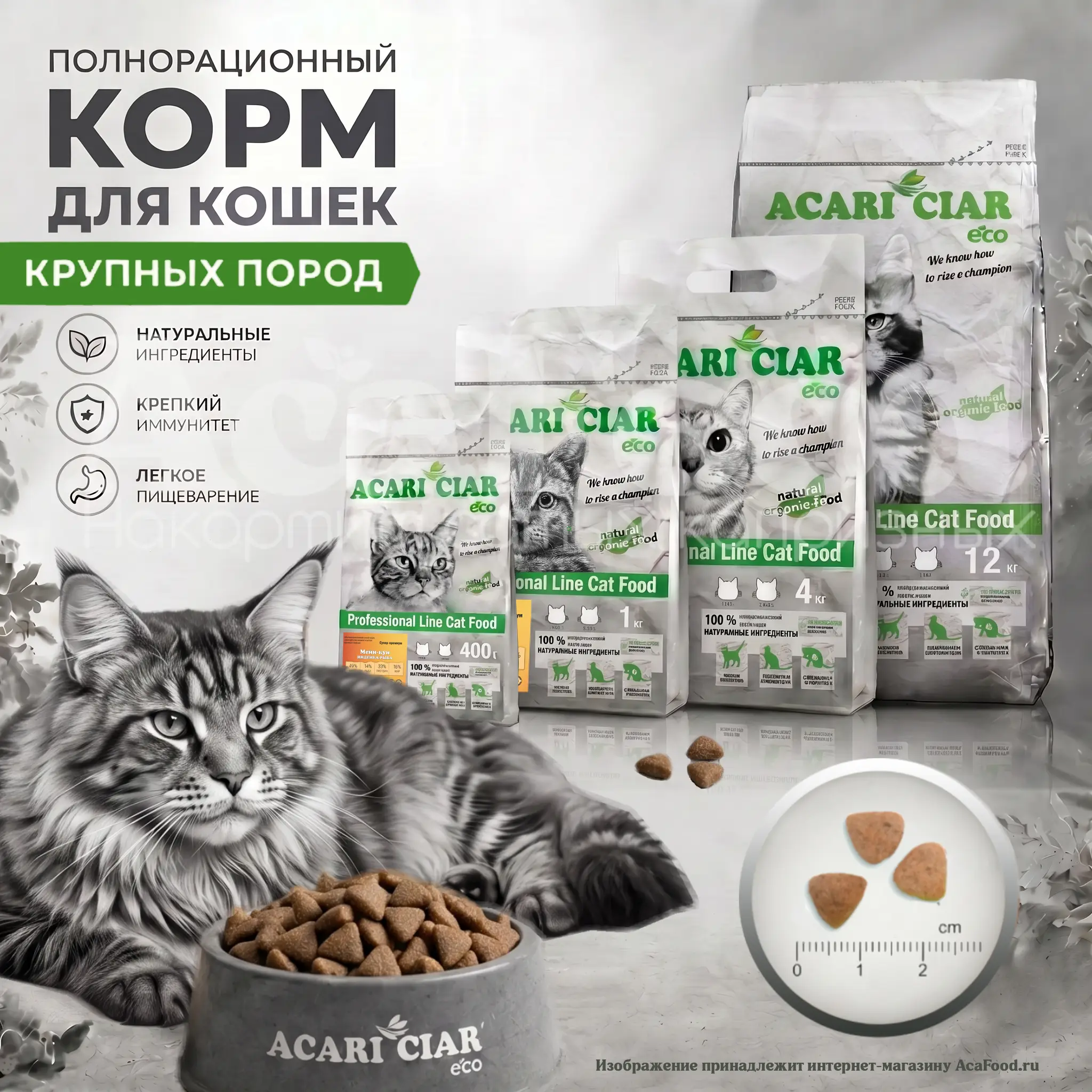 Acari Ciar A Cat Turkey Maine Coon