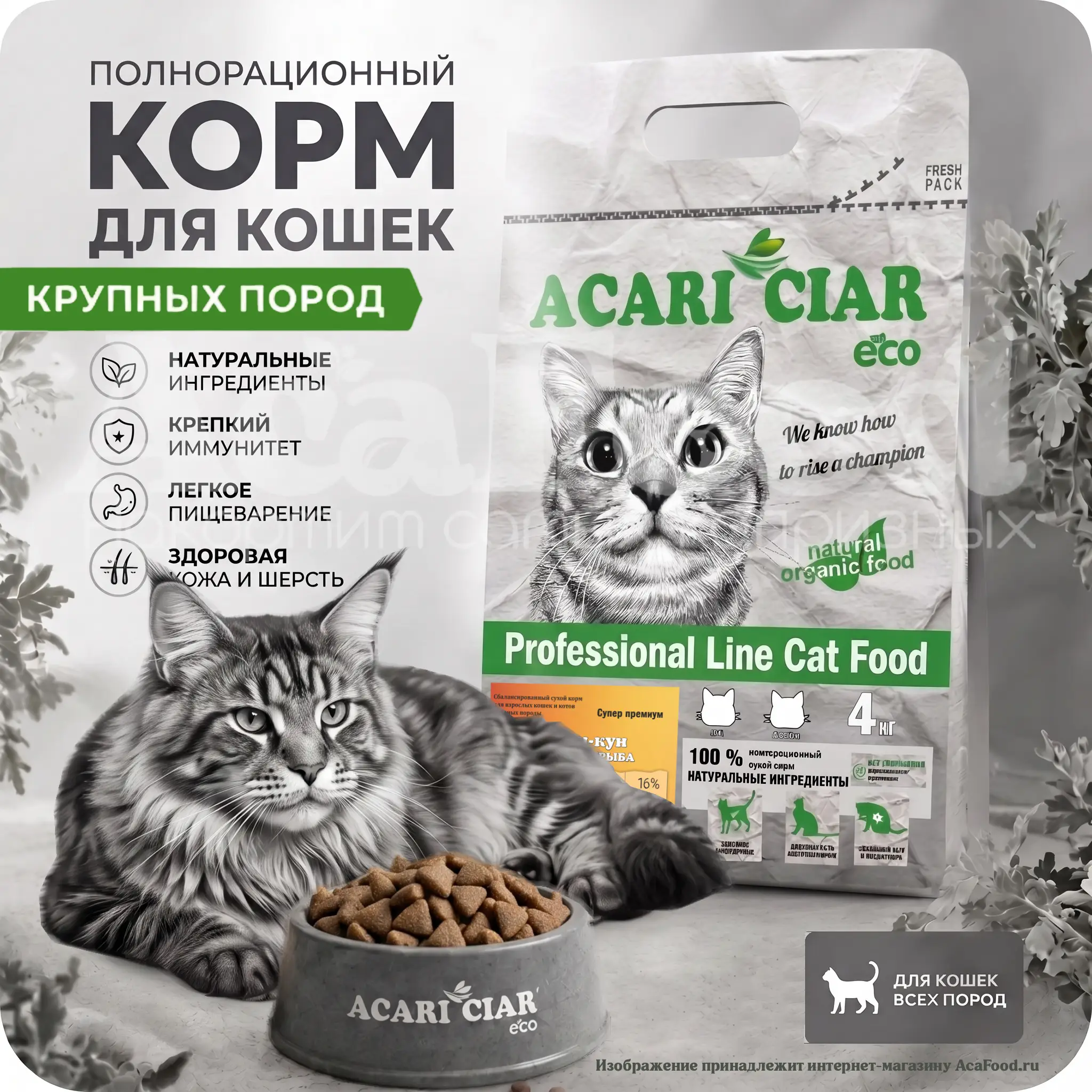 Acari Ciar A Cat Turkey Maine Coon