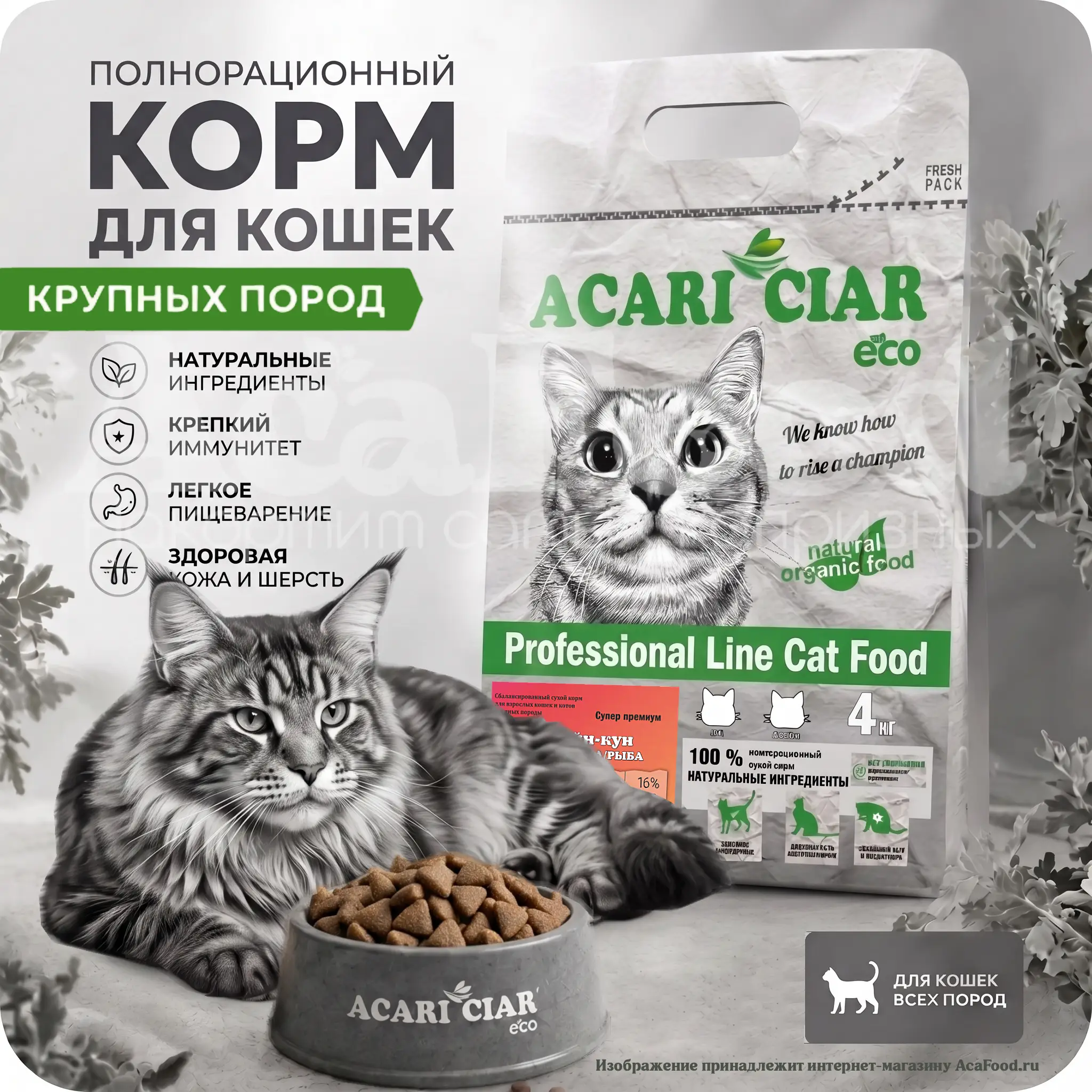 Acari Ciar Beef Maine Coon